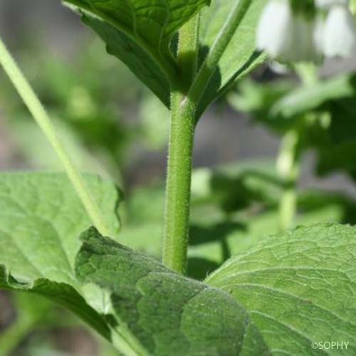Consoude d'Orient - Symphytum kurdicum