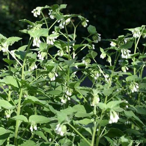 Consoude d'Orient - Symphytum kurdicum