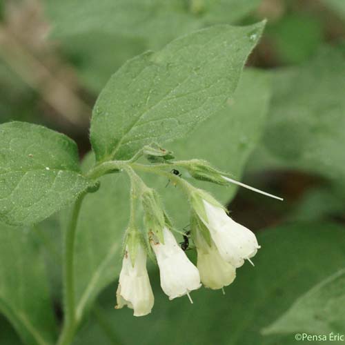 Consoude officinale - Symphytum officinale subsp. officinale