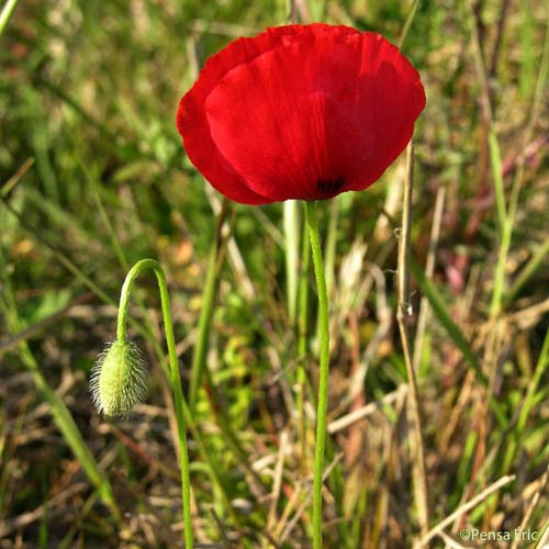 Coquelicot - Papaver rhoeas