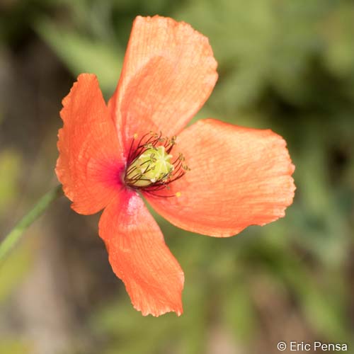 Coquelicot douteux - Papaver dubium subsp. dubium