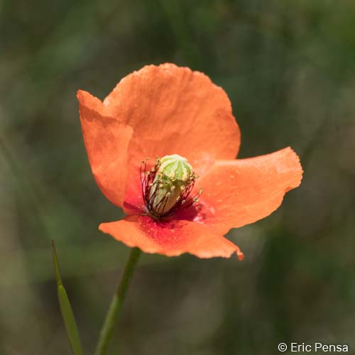 Coquelicot douteux - Papaver dubium subsp. dubium