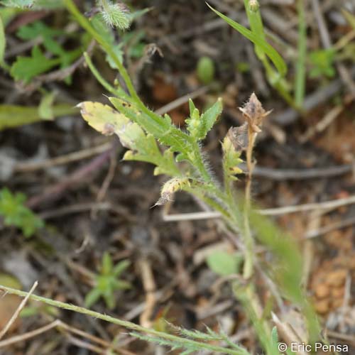 Coquelicot douteux - Papaver dubium