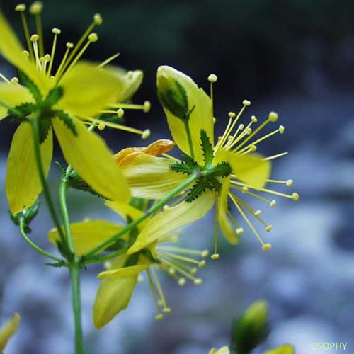 Coris jaune - Hypericum coris