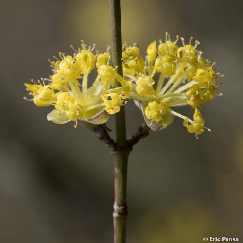 Cornouiller mâle - Cornus mas