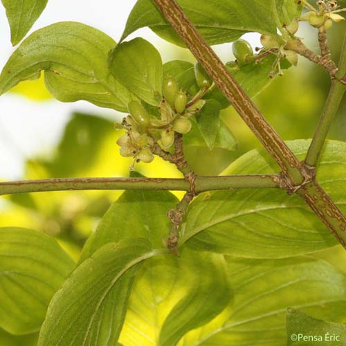 Cornouiller mâle - Cornus mas