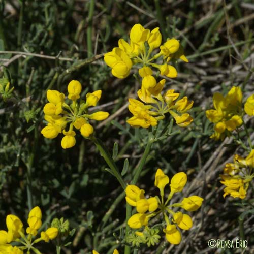 Coronille à branches de jonc - Coronilla juncea