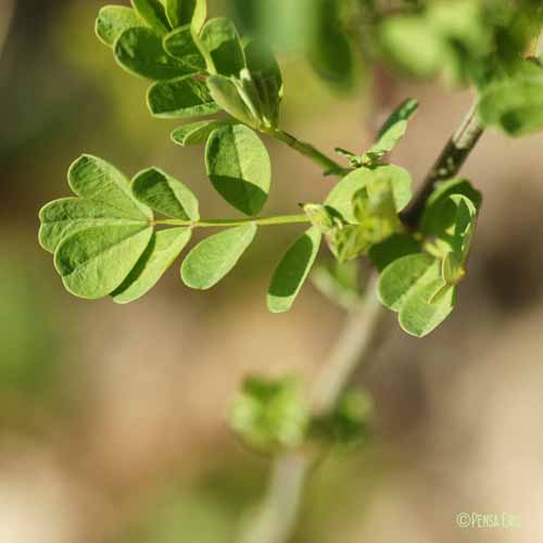 Coronille arbrisseau - Hippocrepis emerus subsp. emerus