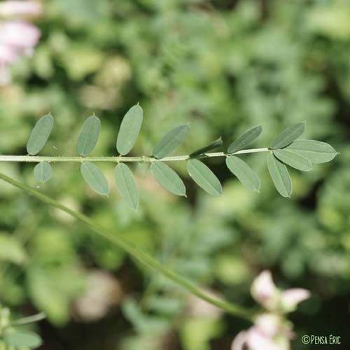 Coronille bigarrée - Coronilla varia