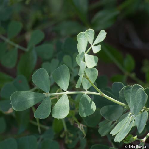 Coronille glauque - Coronilla glauca