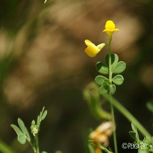 Coronille naine - Coronilla minima subsp. minima