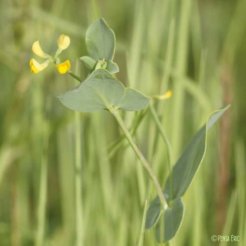 Coronille queue-de-scorpion - Coronilla scorpioides