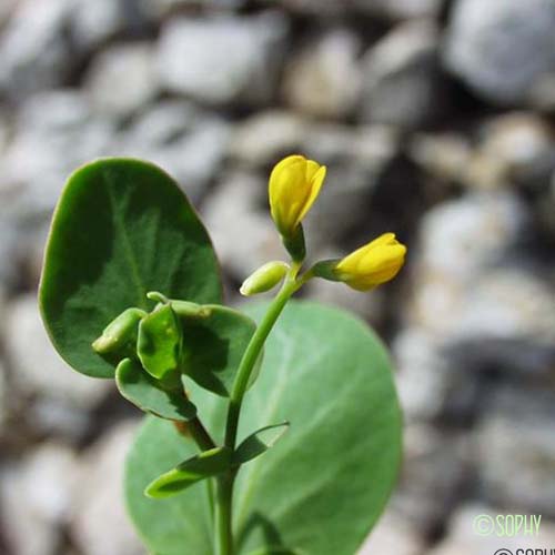 Coronille queue-de-scorpion - Coronilla scorpioides