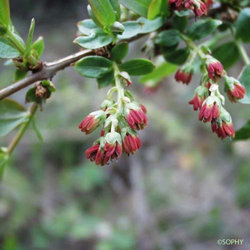 Corroyère - Coriaria myrtifolia