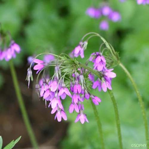 Cortuse de Matthioli - Primula matthioli