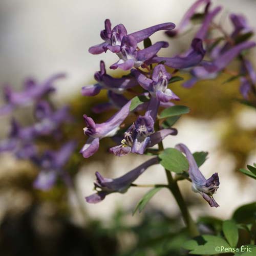 Corydale à bulbe plein - Corydalis solida