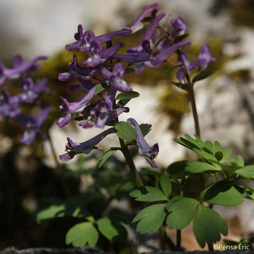 Corydale à bulbe plein - Corydalis solida