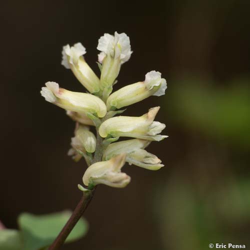 Corydale à vrilles - Ceratocapnos claviculata