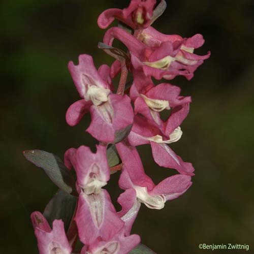 Corydale bulbeuse - Corydalis cava