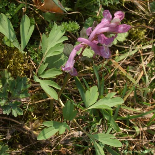 Corydale bulbeuse - Corydalis cava