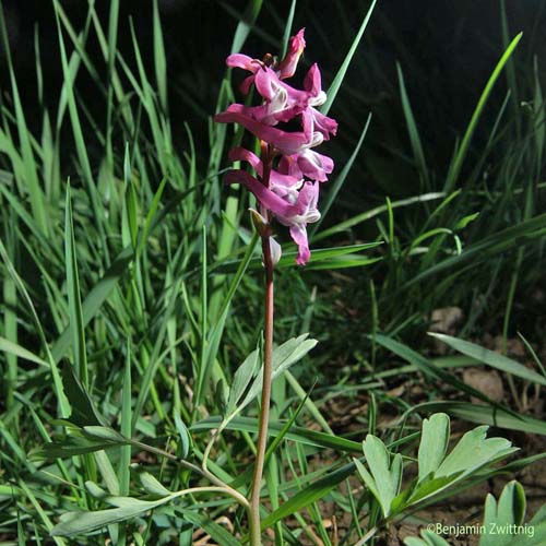 Corydale bulbeuse - Corydalis cava