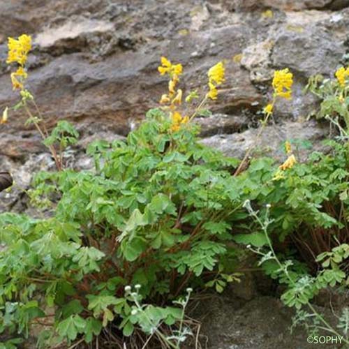 Corydale jaune - Pseudo-fumaria lutea