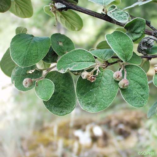 Cotonéaster laineux - Cotoneaster tomentosus