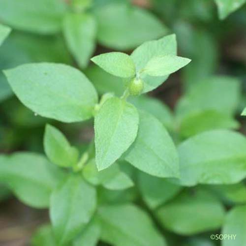 Coulichon - Silene baccifera