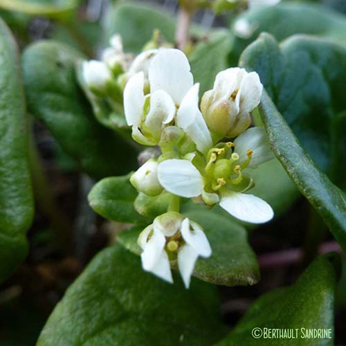 Cranson officinal - Cochlearia officinalis