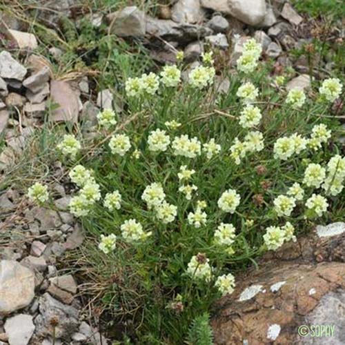 Crapaudine à feuilles d'Hysope - Sideritis hyssopifolia subsp. hyssopifolia