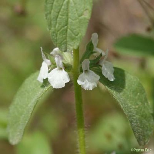 Crapaudine de Rome - Sideritis romana