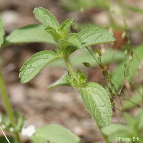 Crapaudine de Rome - Sideritis romana