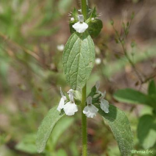 Crapaudine de Rome - Sideritis romana