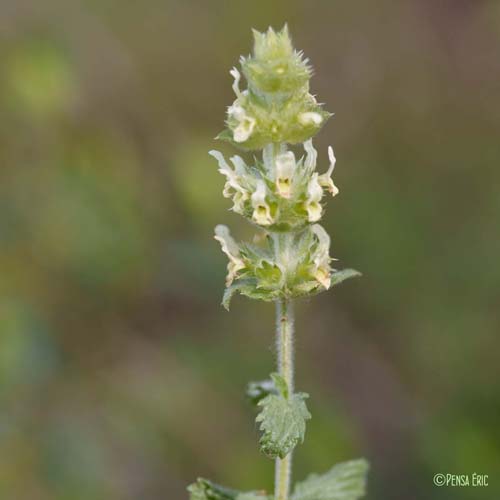 Crapaudine hérissée - Sideritis hirsuta