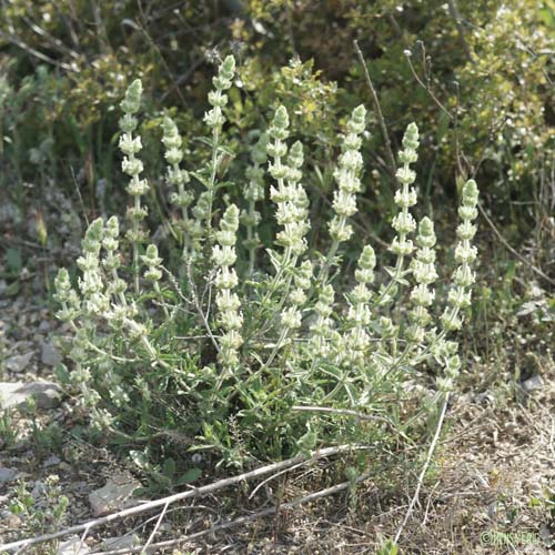 Crapaudine hérissée - Sideritis hirsuta