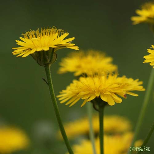 Crépide à feuilles de pissenlit - Crepis vesicaria subsp. taraxacifolia