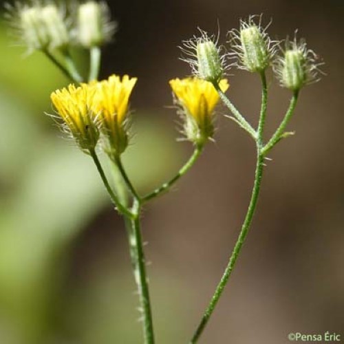 Crépide à petites fleurs - Crepis micrantha