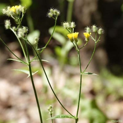 Crépide à petites fleurs - Crepis micrantha