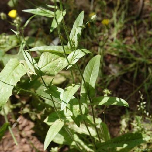 Crépide à petites fleurs - Crepis micrantha