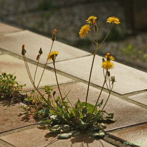 Crépide de Suffren - Crepis suffreniana