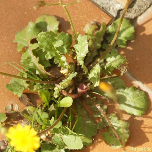 Crépide de Suffren - Crepis suffreniana