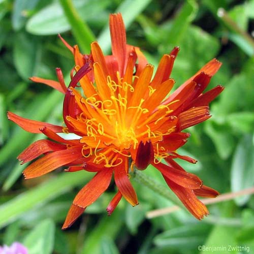 Crépide dorée - Crepis aurea subsp. aurea