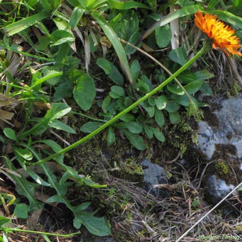 Crépide dorée - Crepis aurea subsp. aurea