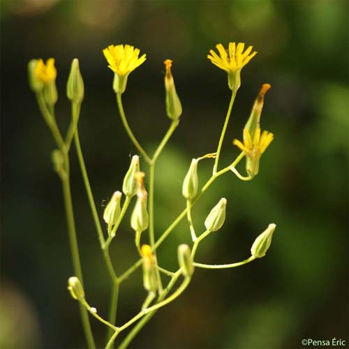 Crépide élégante - Crepis pulchra