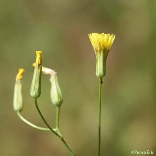 Crépide élégante - Crepis pulchra