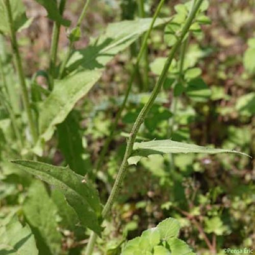 Crépide élégante - Crepis pulchra