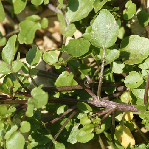 Cresson de fontaine - Nasturtium officinale