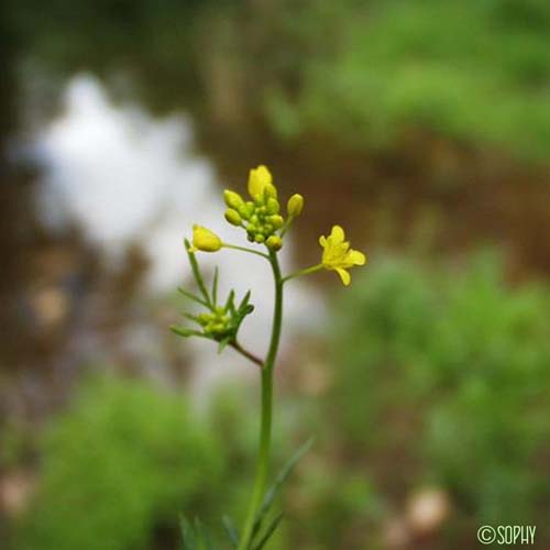 Cresson des bois - Rorippa sylvestris