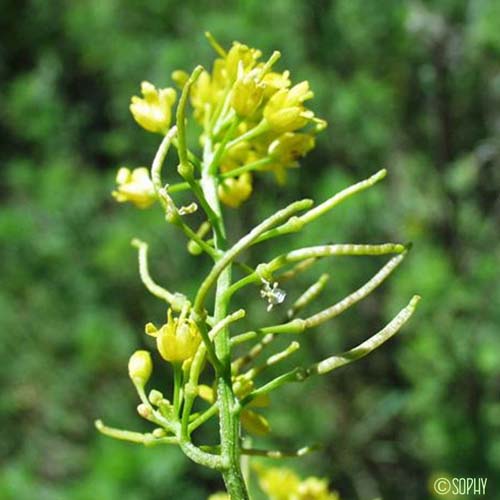 Cresson des bois - Rorippa sylvestris