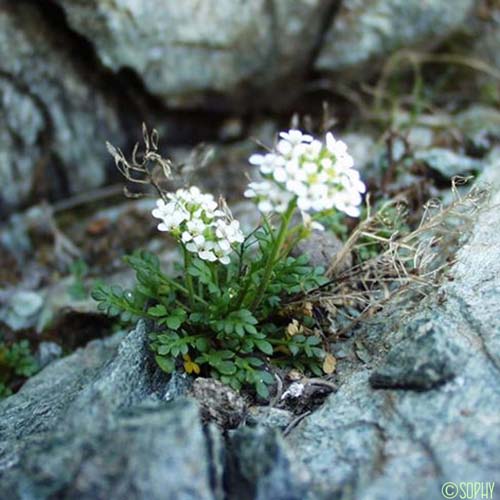 Cresson des chamois - Hornungia alpina